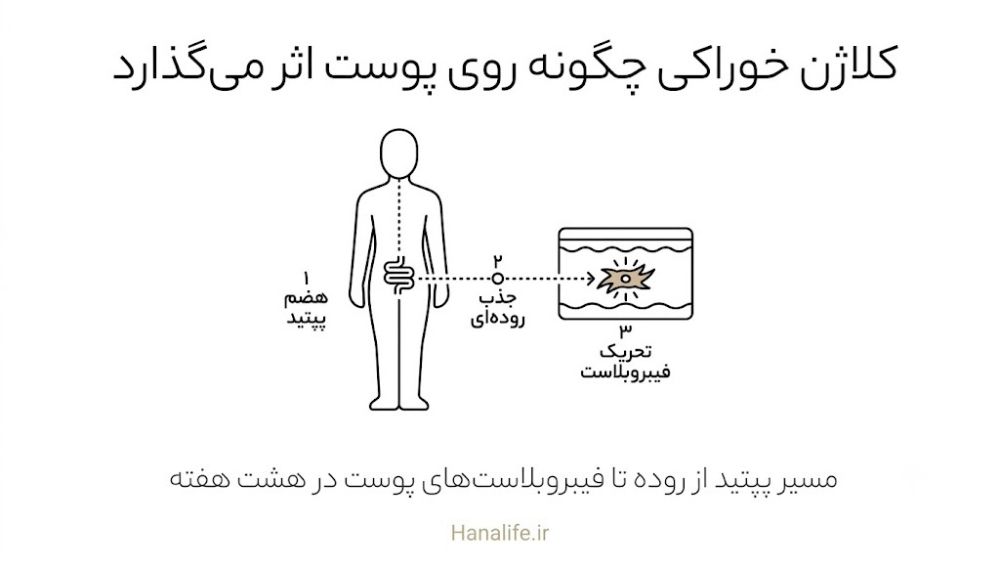 مسیر جذب پپتید کلاژن خوراکی از دستگاه گوارش تا فیبروبلاستهای پوست — کلاژن خوراکی — هانالایف