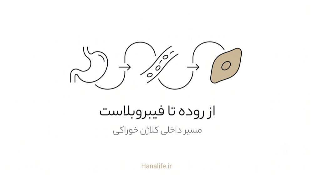مسیر جذب کلاژن خوراکی از دستگاه گوارش تا فیبروبلاست پوست — مکمل کلاژن — هانالایف
