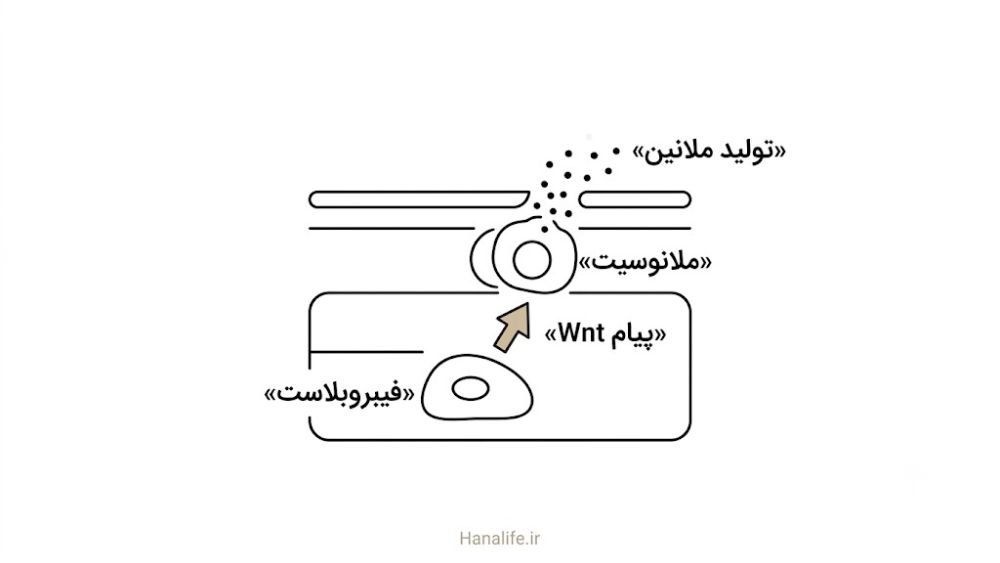 مسیر سیگنال‌دهی Wnt از فیبروبلاست به ملانوسیت در ملاسما ایرانی — هانالایف