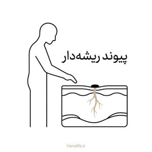 ریشه‌های ملاسما زیر سطح پوست — ملاسما ایرانی — هانالایف