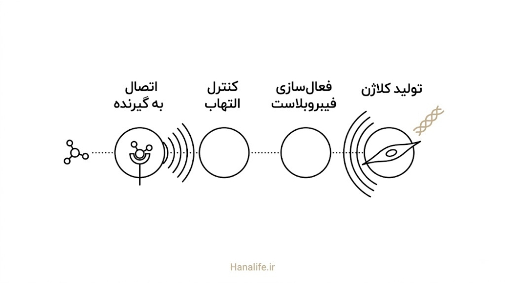 مکانیزم مرحله‌ای اثر تزریقی PDRN بر تولید کلاژن پوست — نقد علمی PDRN — هانالایف