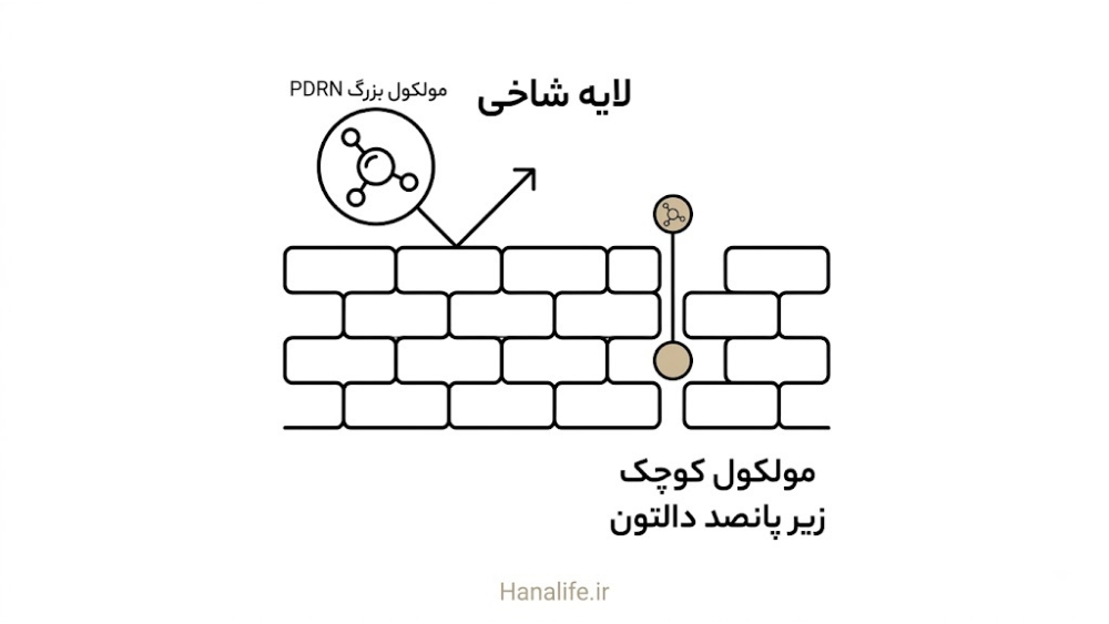محدودیت عبور مولکول بزرگ PDRN از سد پوستی، واقعیت PDRN — هانالایف