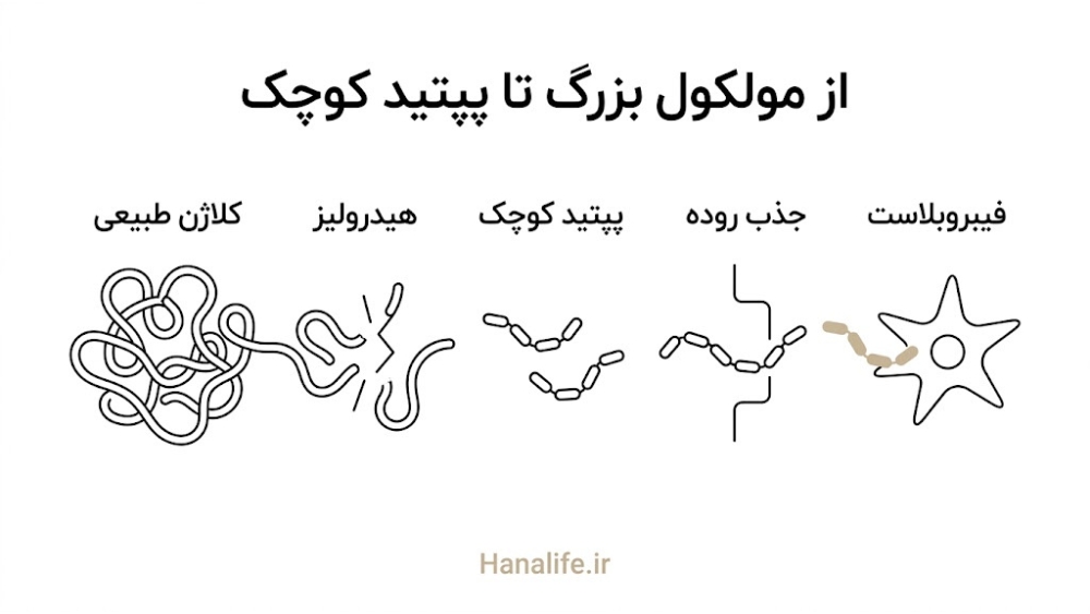  مسیر مرحله‌ای تبدیل کلاژن طبیعی به پپتید هیدرولیزشده تا جذب در پوست — کلاژن هیدرولیز — هانالایف