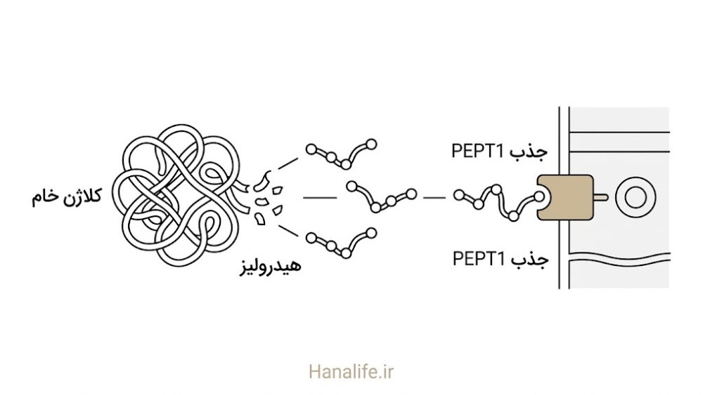 نمایش مرحله‌ای تبدیل کلاژن خام به پپتید هیدرولیزشده و جذب آن توسط گیرنده روده در مسیر