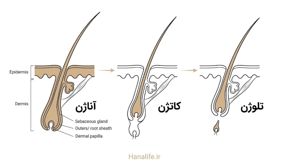  سه فاز چرخه رشد مو، از فاز آناژن تا کاتاژن و تلوژن، به‌صورت مرحله‌به‌مرحله — هانالایف