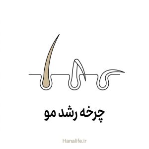 کارگاه سهشیفته چرخه رشد مو با سه تار در فازهای مختلف رشد — هانالایف
