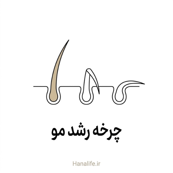 کارگاه سه‌شیفته چرخه رشد مو با سه تار در فازهای مختلف رشد — هانالایف