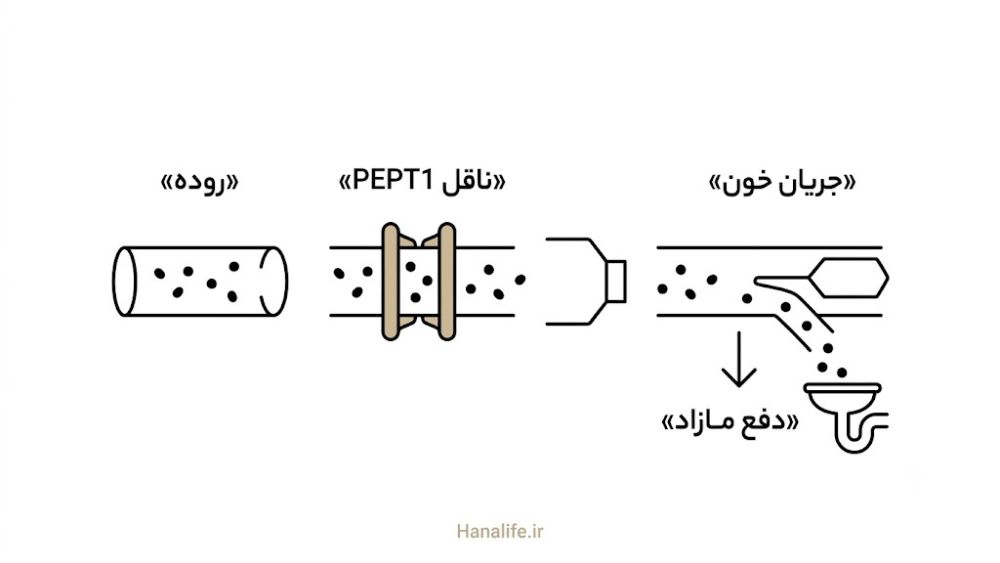 توالی جذب پپتید کلاژن از روده تا ناقل PEPT1 و دفع مازاد دوز — مقدار مصرف مکمل کلاژن