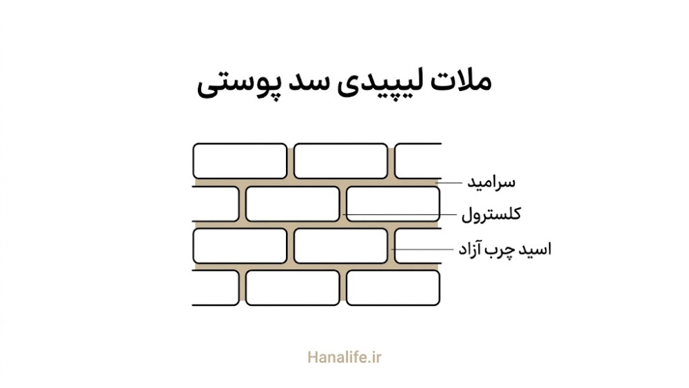 ساختار ملات لیپیدی سرامید کلسترول و اسید چرب در سد پوستی — سد پوستی — هانالایف
