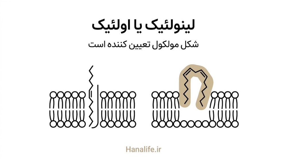 مقایسه مولکول لینولئیک اسید پوست و اولئیک اسید در سد پوستی — لینولئیک اسید پوست — هانالایف