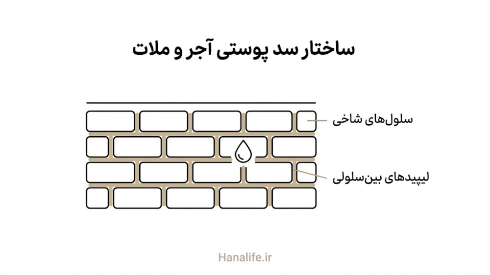  نمای ساختار آجر و ملات سد پوستی همراه با سلول‌های شاخی و لیپیدها — کرم سرامید ایران — هانالایف