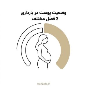 طرح خط‌نگاره از تغییرات پوست در بارداری در سه سه‌ماهه — هانالایف