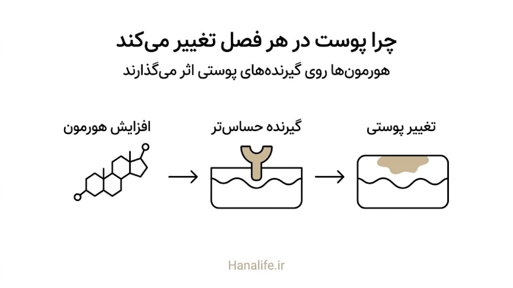 نمودار مکانیسم اثر هورمون بر پوست در تغییرات پوست در بارداری — هانالایف