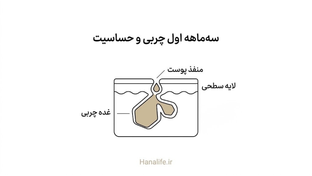 مقطع پوست با غده چربی فعال در سه ماهه اول بارداری پوست — هانالایف
