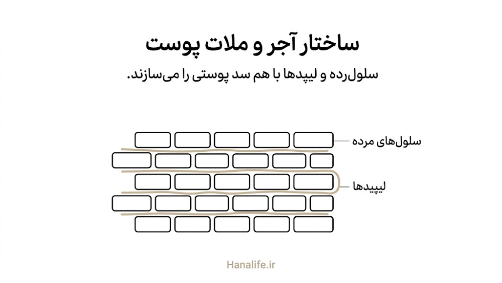 نمودار خطی ساختار آجر و ملات سد پوستی با لایه سلول‌های مرده و لیپید — سد پوستی — هانالایف