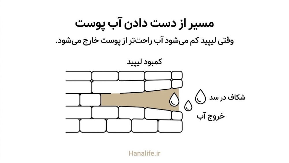  مراحل خروج آب از شکاف سد پوستی در پوست خشک به‌صورت نمودار خطی — روتین پوست خشک — هانالایف