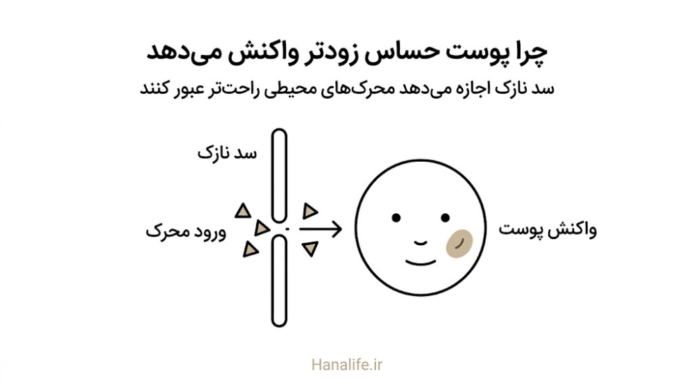 عبور محرک‌های محیطی از سد نازک تا واکنش روی پوست حساس در نمودار خطی — روتین پوست حساس سد پوستی — هانالایف