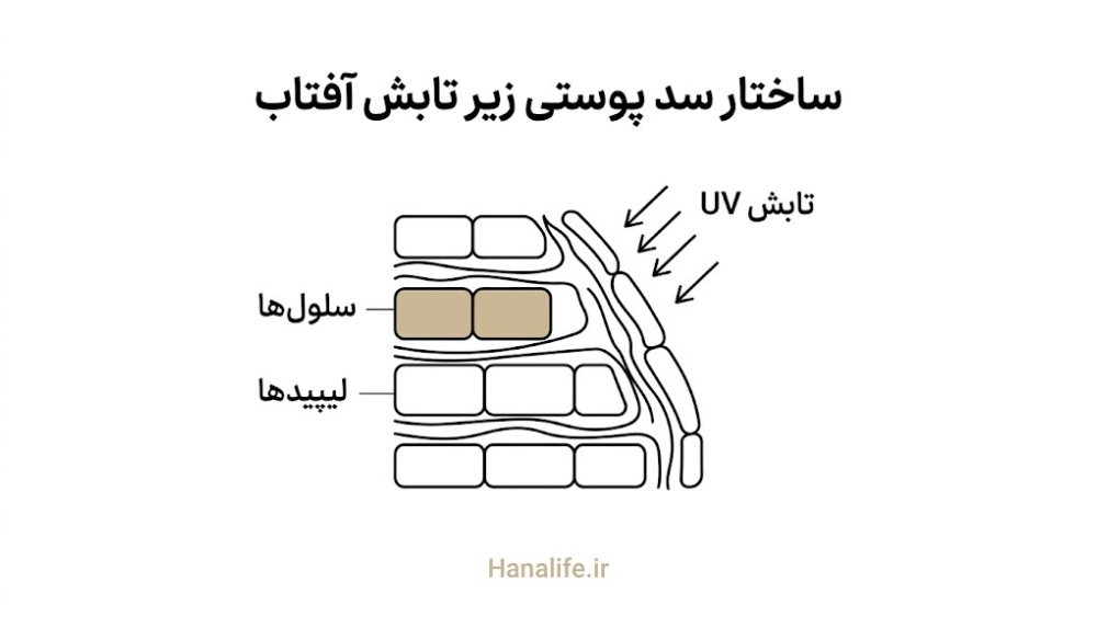ساختار لایهای سد پوستی و سلولهای چربی زیر تابش نور خورشید — سد پوستی — هانالایف