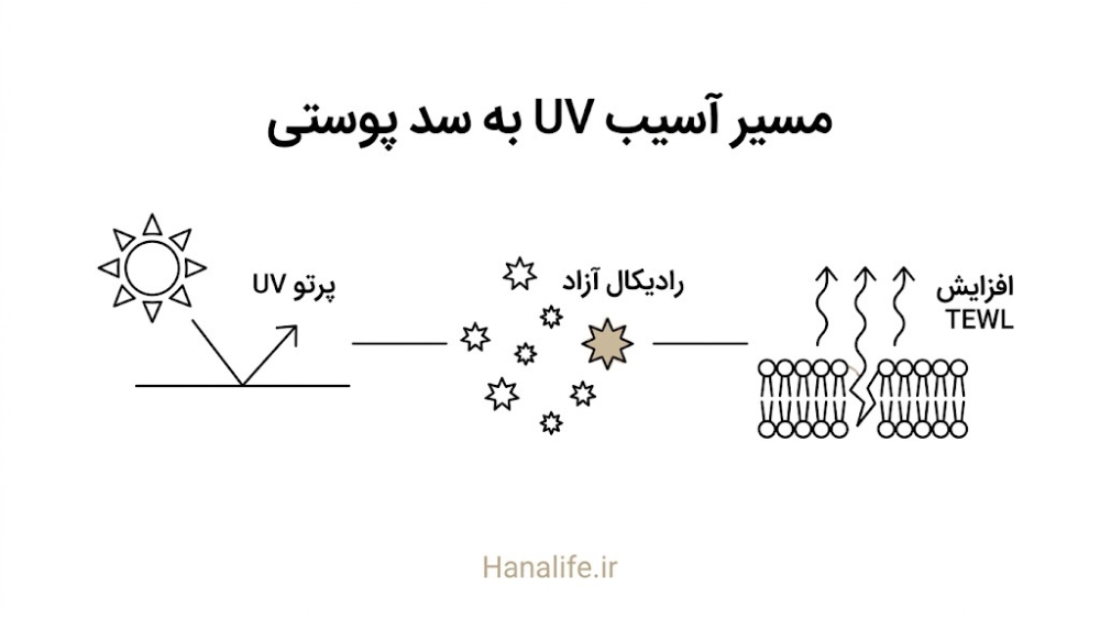 مسیر آسیب UV و آزاد شدن رادیکال آزاد که باعث از دست دادن آب پوست میشود — UV و آسیب پوست — هانالایف
