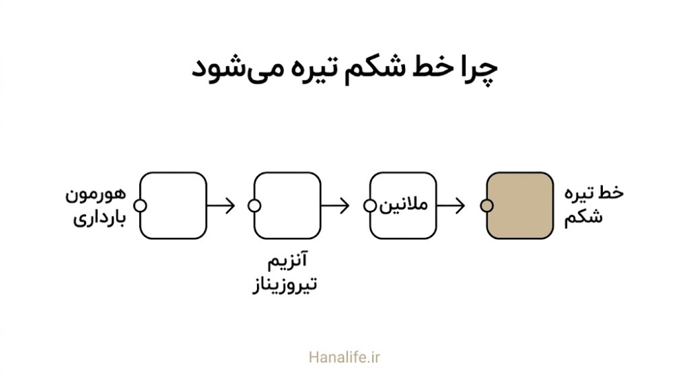 توالی مرحلهای هورمون تا خط تیره شکم در بارداری با آیکونهای خطی ساده — تیروزیناز و ملانین — هانالایف