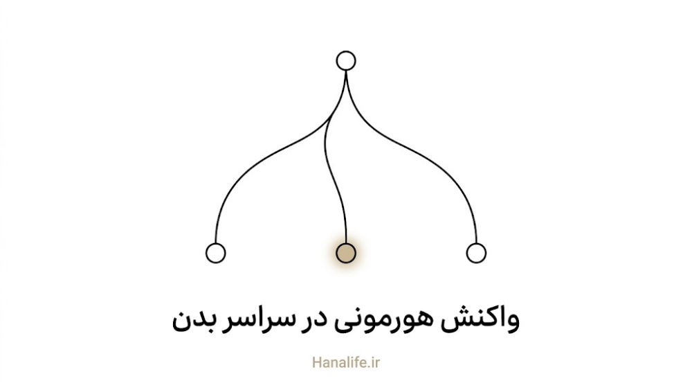 انشعاب یک سیگنال هورمونی به چند نقطه بدن بهصورت نمودار خطی انتزاعی — تیرگی زیر بغل بارداری — هانالایف