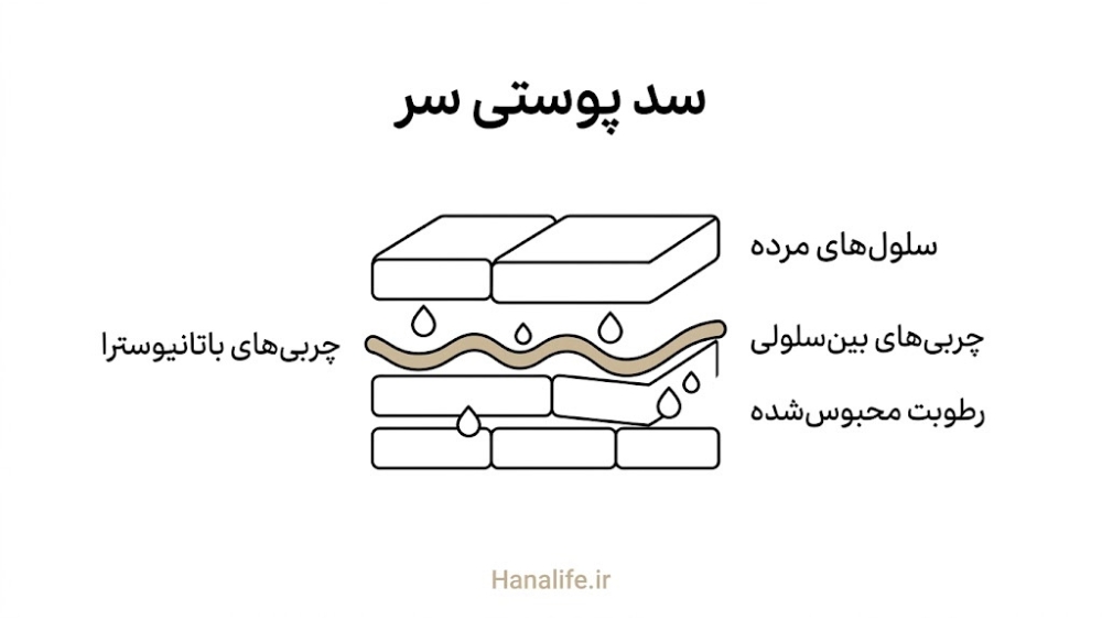 ساختار آجر و ملاتی سد پوستی سر با سلولهای مرده و چربیهای بینسلولی — سد پوستی سر — هانالایف