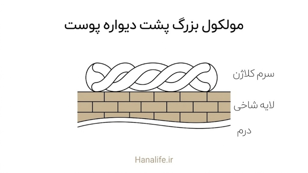 مولکول بزرگ کلاژن پشت لایه شاخی پوست می‌ماند و به درم نمی‌رسد؛ سرم کلاژن فقط سطح پوست را آبرسانی می‌کند