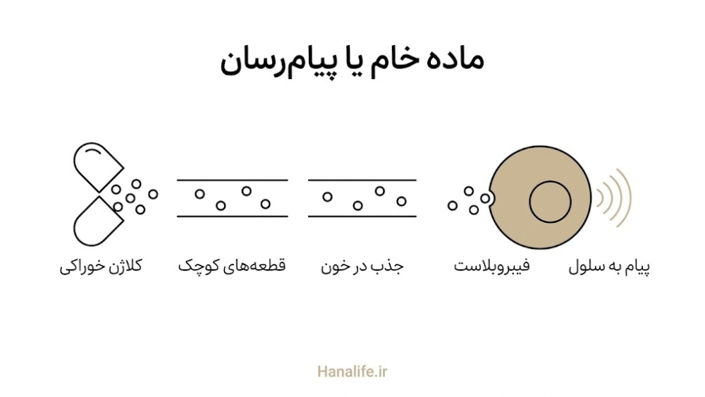 مسیر پنج‌مرحله‌ای کلاژن خوراکی از کپسول تا فیبروبلاست با قطعه‌های کوچک که در خون جذب می‌شوند