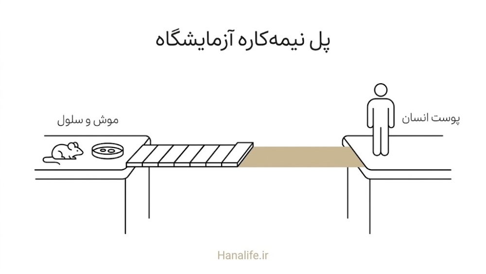 پل نیمه‌کاره میان موش و سلول در آزمایشگاه و پوست انسان؛ شکاف شواهد مکمل کلاژن خوراکی