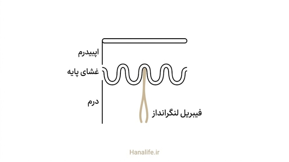 نمای مقطعی اتصال DEJ با اپیدرم، غشای پایه و درم — ساختار پوست پیری — هانالایف