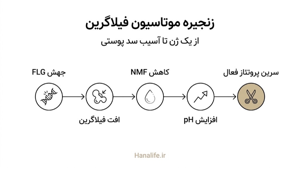 توالی مرحلهای موتاسیون FLG تا فعالشدن سرین پروتئاز — فیلاگرین اگزما — هانالایف