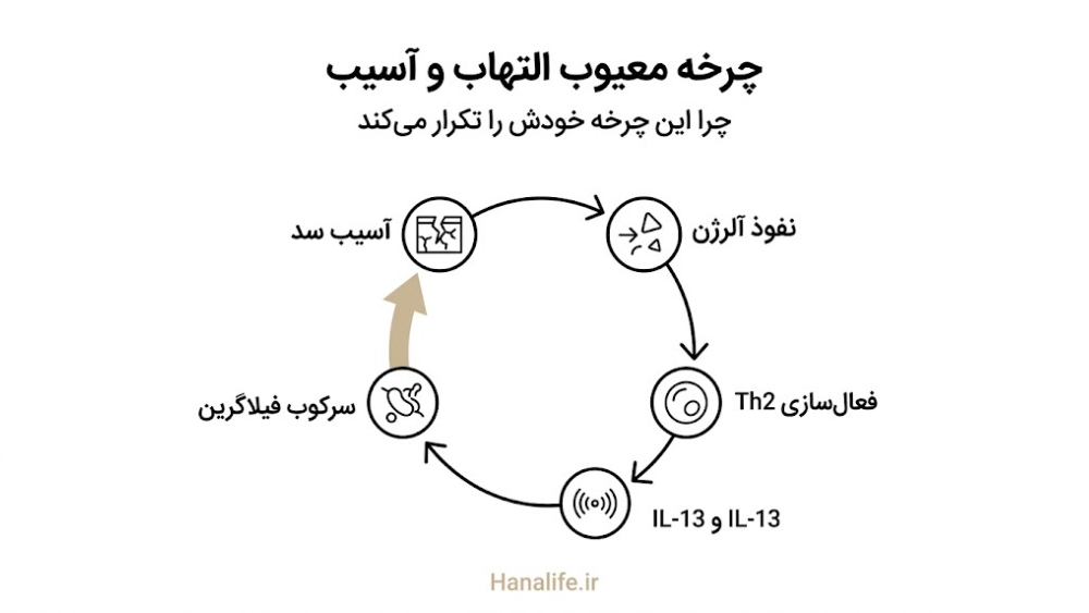 حلقه بازخوردی دایرهای Th2 و IL-4 IL-13 در چرخه اگزما سد پوستی — هانالایف