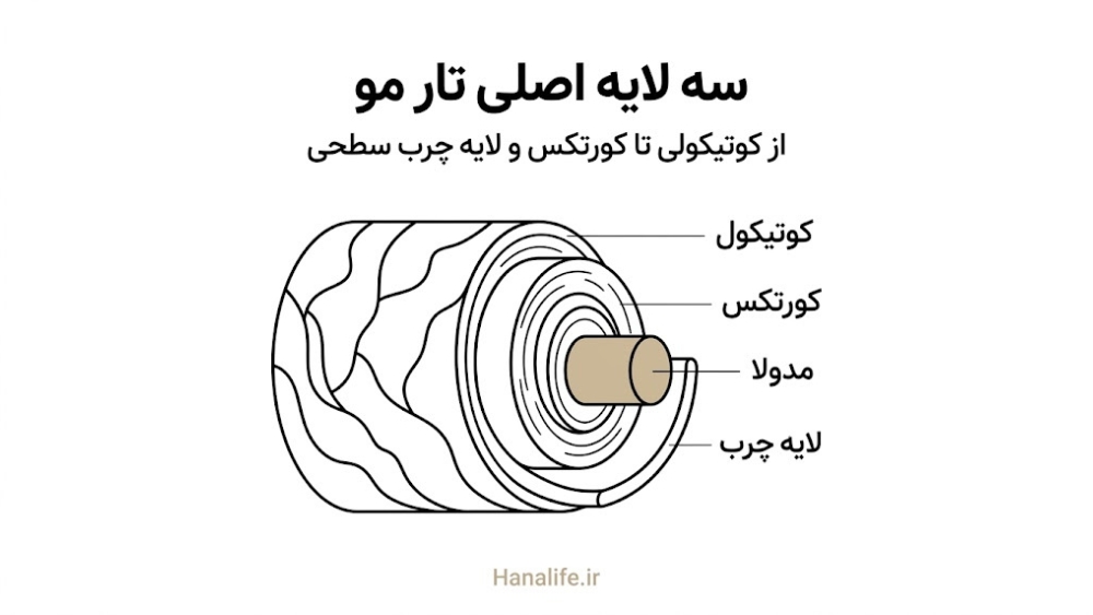 مقطع لایه‌های تار مو شامل کوتیکول کورتکس و مدولا — کوتیکول مو، کورتکس مو — هانالایف