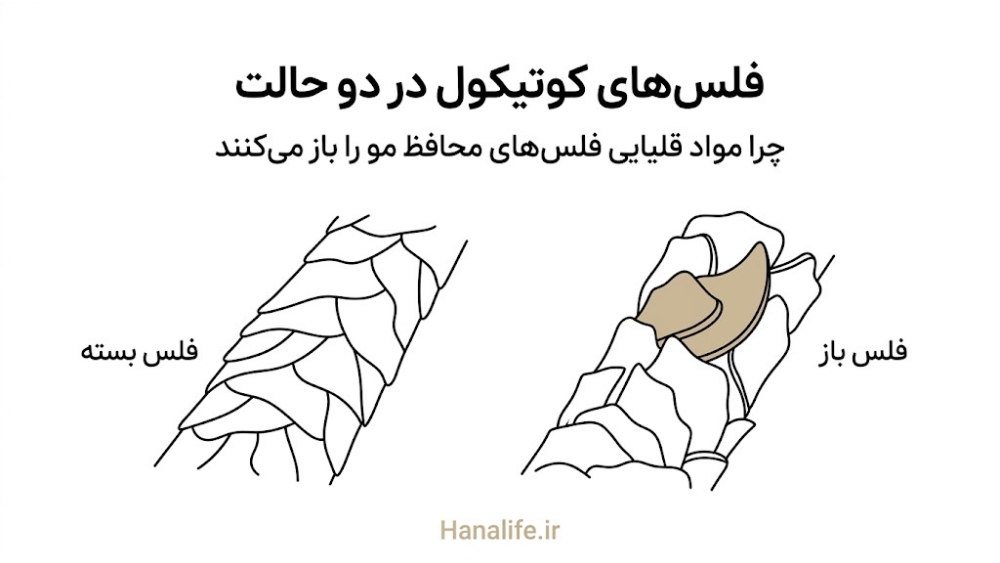 مقایسه فلس‌های بسته و باز کوتیکول مو در دو سطح pH — کوتیکول مو — هانالایف