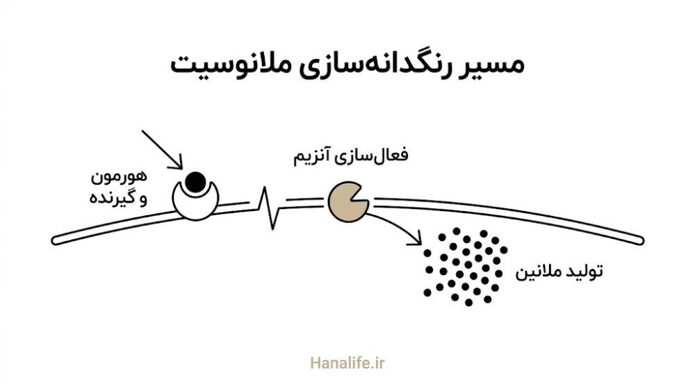 زنجیره فعال‌سازی گیرنده تا تولید رنگدانه در ملانوسیت‌های بارداری — ملانوسیت — هانالایف