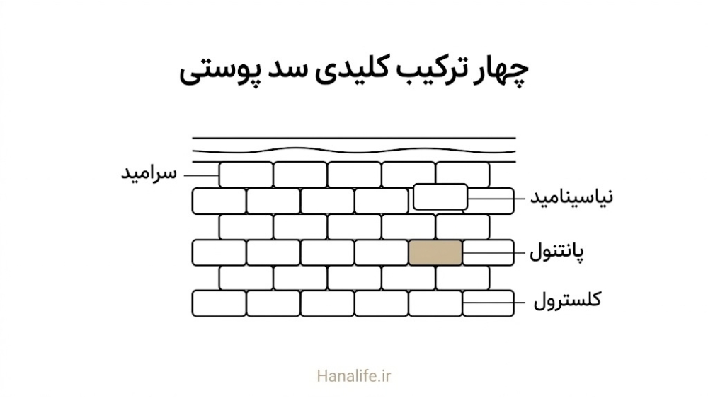 مقطع پوست با چهار برچسب سرامید، نیاسینامید، پانتنول و کلسترول کنار هر لایه؛ سرامید در ترکیبات؛ هانالایف