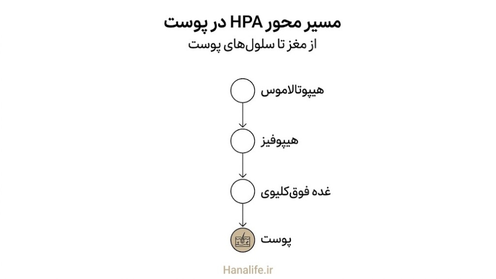 مسیر محور HPA از مغز تا پوست با چهار مرحله نشانهگذاریشده — محور HPA — هانالایف