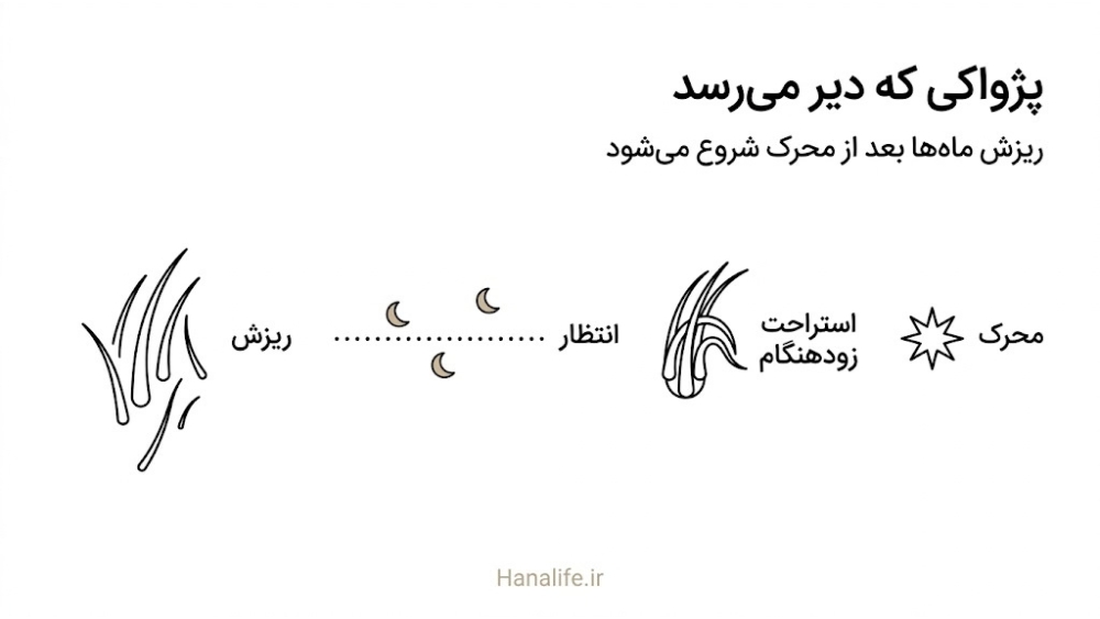 مراحل تلوژن افلوویوم روی خط زمان: محرک، ورود موها به استراحت، انتظار چندماهه و شروع ریزش