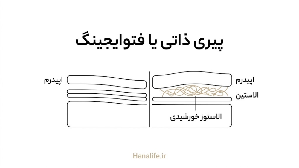 مقطع پوست با تفاوت پیری ذاتی و فتوایجینگ در ضخامت لایهها — فتوایجینگ پوست — هانالایف
