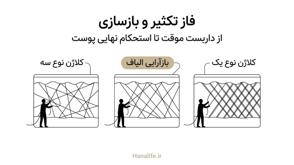 تصویر مراحل تکثیر و بازسازی کلاژن در ترمیم زخم پوست پس از میکرونیدلینگ — TGF-beta کلاژن — هانالایف