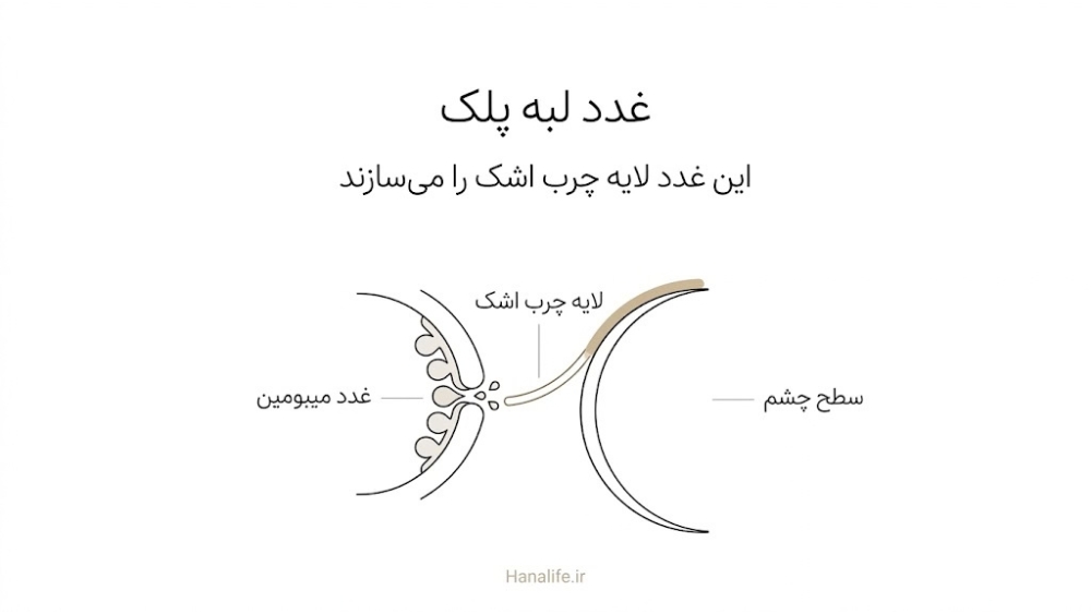 برش لبه پلک با غدد میبومین که لایه چرب اشک را میسازند؛ نمایی ساده برای توضیح روزاسه چشمی