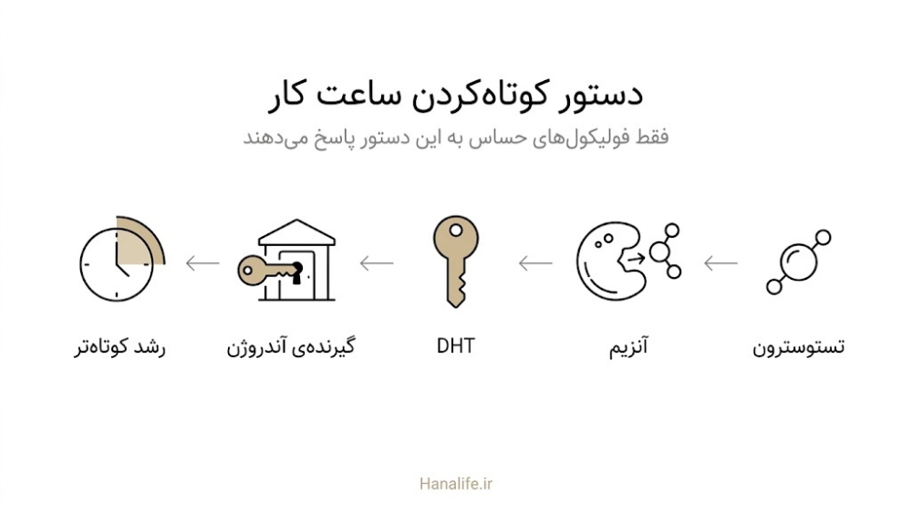 کلید DHT در قفل گیرنده آندروژن فولیکول و کوتاه‌تر شدن دوره رشد مو در ریزش مو ژنتیکی مردان