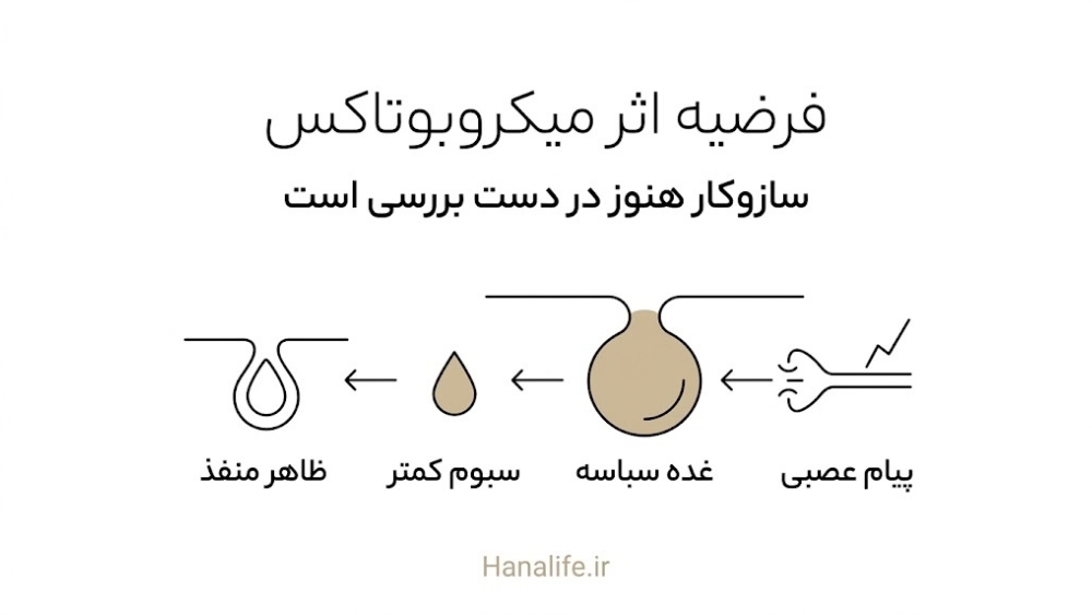 زنجیره چهارمرحله‌ای فرضیه اثر میکروبوتاکس از پیام عصبی تا ظاهر منفذ و کاهش منافذ پوست