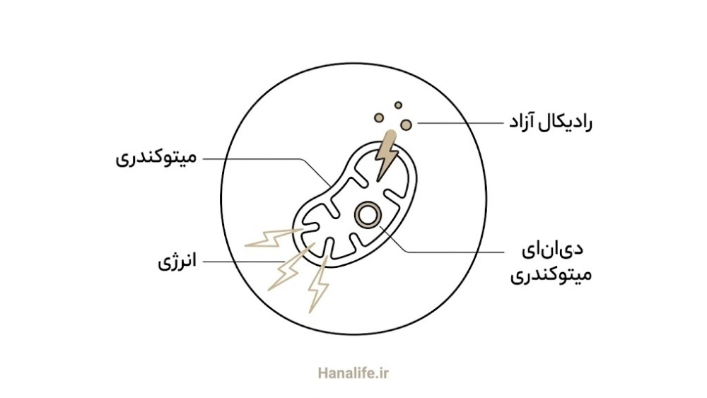 نیروگاه ساده با دودکش و دود درون یک سلول پوست، نمادی از فرسودگی انرژی سلول — پیری میتوکندریایی — هانالایف