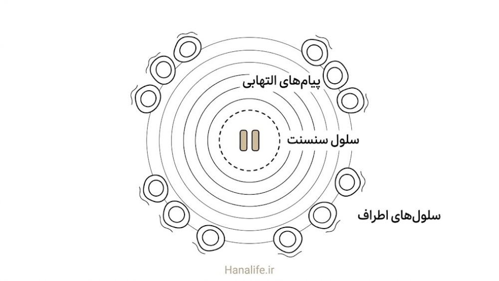 سلول سنسنت در مرکز و موج پیامهای التهابی که به سلولهای اطراف در بافت پوست میرسد