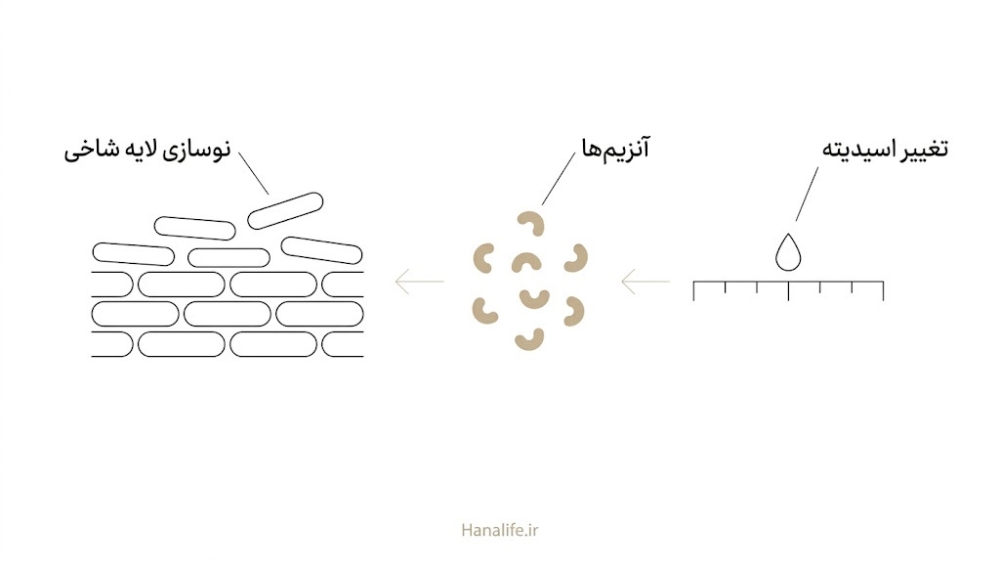 سه مرحله از تغییر اسیدیته سطح پوست تا کندشدن فعالیت آنزیمها و نوسازی آهستهتر لایه شاخی
