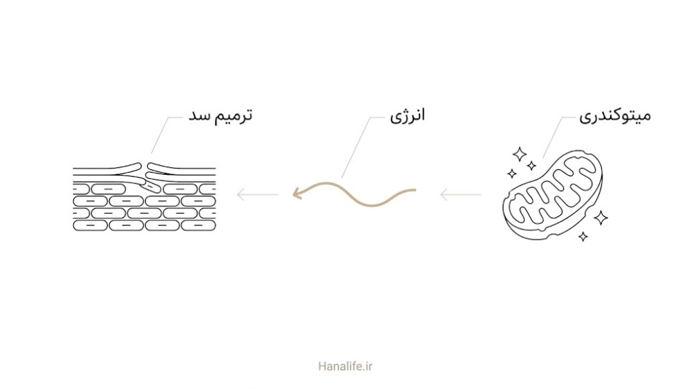 میتوکندری آسیبدیده، کاهش انرژی سلول و کندشدن ترمیم سد پوستی در سه مرحله پشتسرهم از راست به چپ