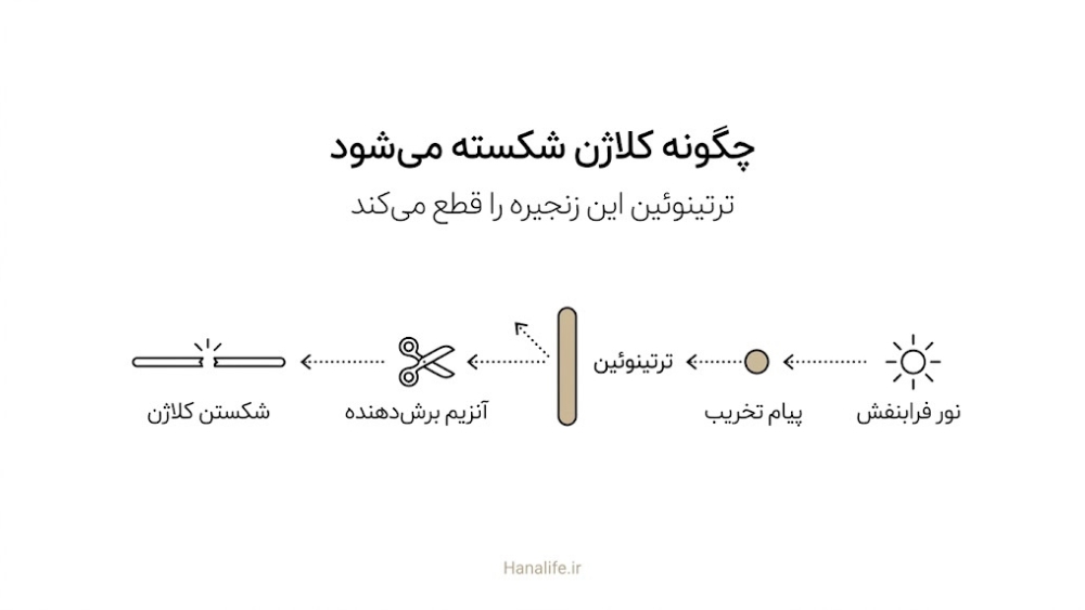  زنجیره شکسته شدن کلاژن پس از نور فرابنفش و نقطه‌ای که ترتینوئین این مسیر را مهار می‌کند