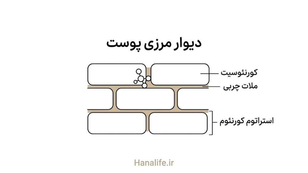 برش مقطع استراتوم کورنئوم با کورنئوسیتها مثل آجر و ملات چربی میان آنها در مسیر جذب ماده مؤثره