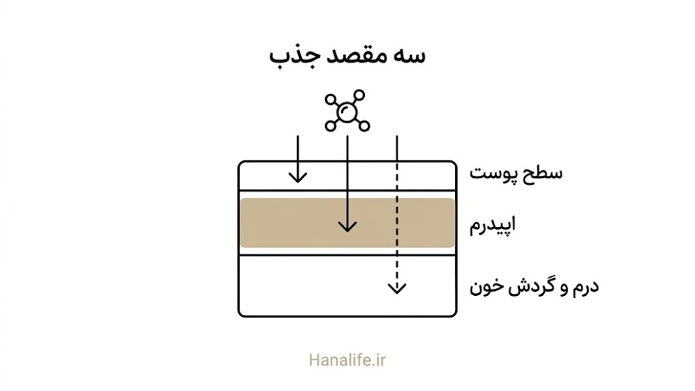 سه مقصد جذب ماده مؤثره در برش پوست: سطح، اپیدرم، درم و گردش خون در مسیر نفوذ ترانسدرمال